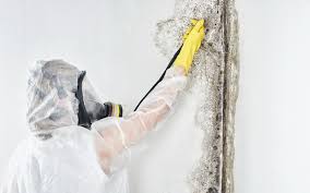 Why You Should Choose Our Mold Remediation Services in Newport, OR